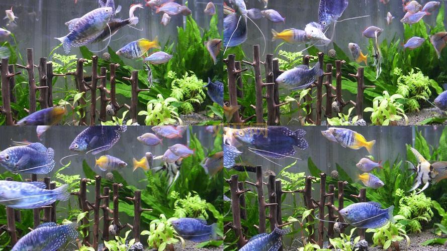 热带鱼屏保推荐?让电脑屏幕变水族箱