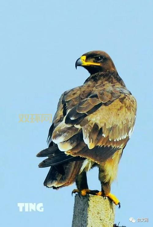 太平洋英雄中文版攻略：掌握技巧，成为空中霸主！