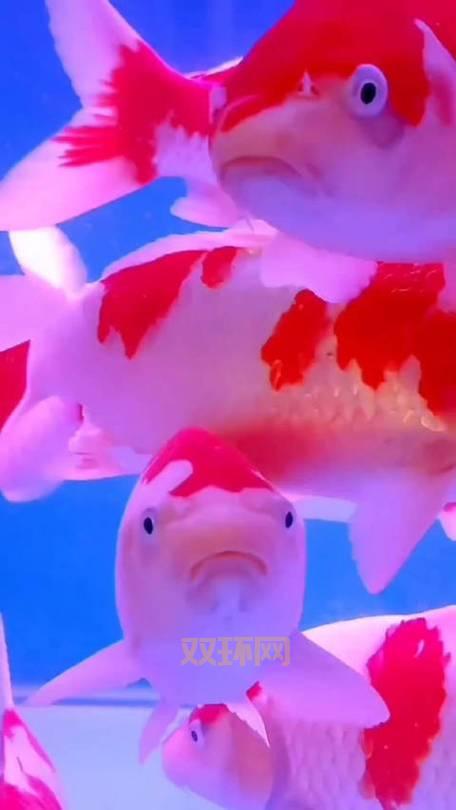 天刀手游锦鲤先人秘藏奇遇触发条件:紫色锦鲤奇遇攻略