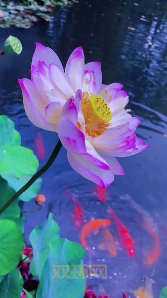 天刀手游锦鲤先人秘藏奇遇触发条件:紫色锦鲤奇遇攻略