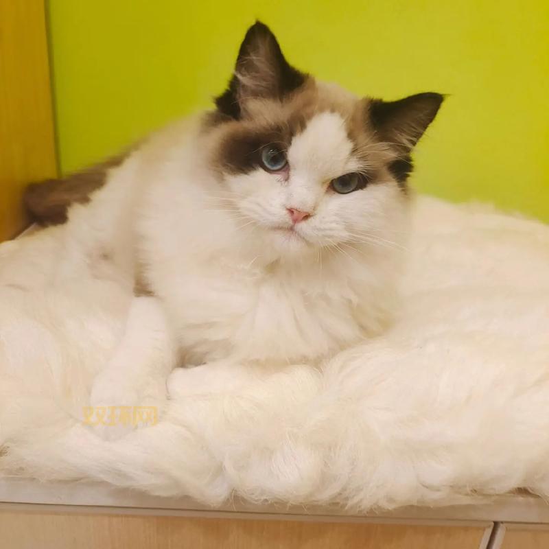 新版猫咪官网：猫咪爱好者的天堂，海量资源等你探索！