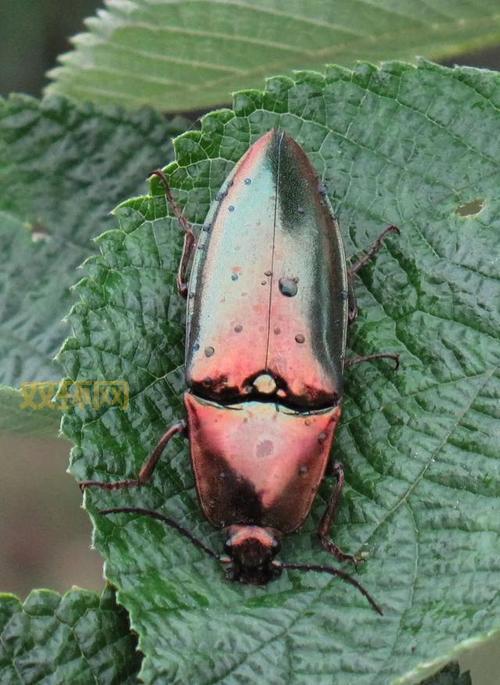 虫虫大作战秘籍大公开：助你轻松制霸虫洞！