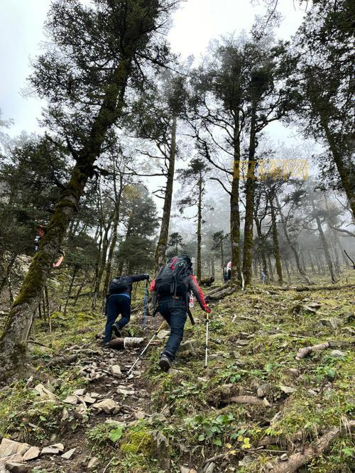 密林游侠：探险者的天堂，感受原始森林的魅力