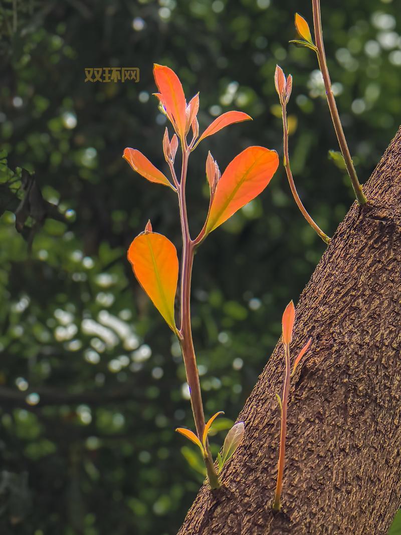 Botanicula攻略:完整通关技巧与隐藏成就解锁指南