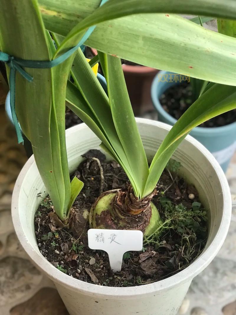 Botanicula攻略:完整通关技巧与隐藏成就解锁指南