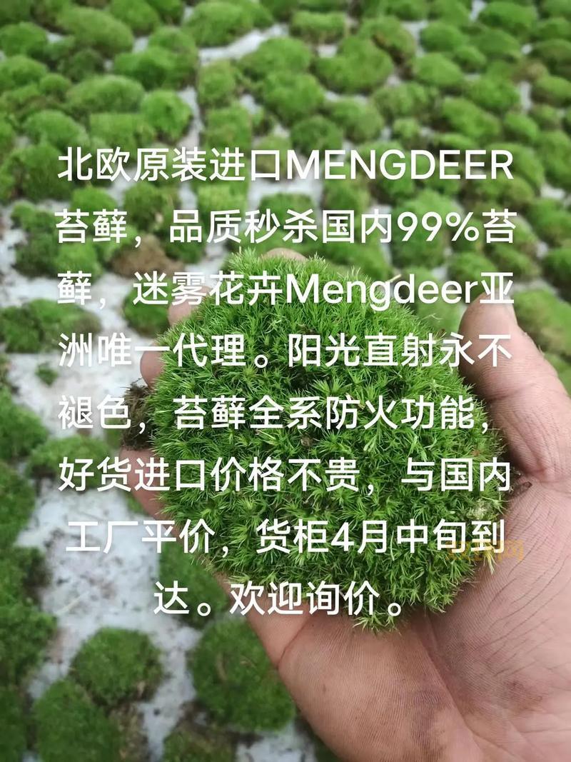 Botanicula攻略:完整通关技巧与隐藏成就解锁指南