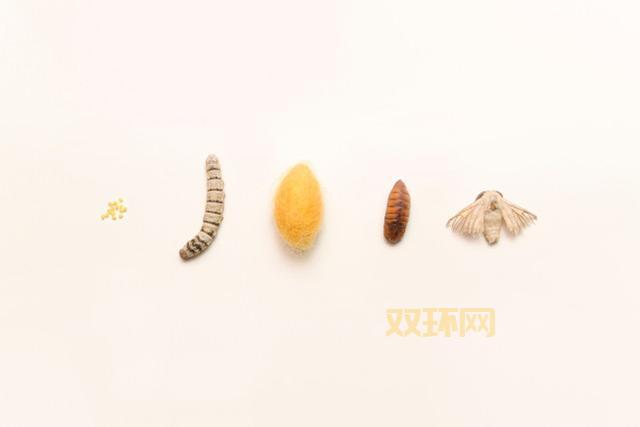 丝绸的生产原料是啥?了解蚕丝的种类与特点