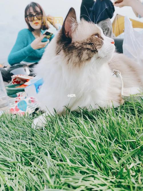 完美动物深度解析:科学视角下猫咪的魅力与完美