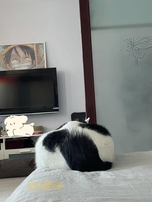 完美动物深度解析:科学视角下猫咪的魅力与完美