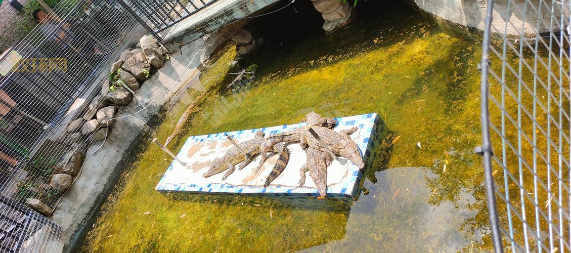 2021鳄鱼出装新套路，肉装鳄鱼也能打出爆炸输出！