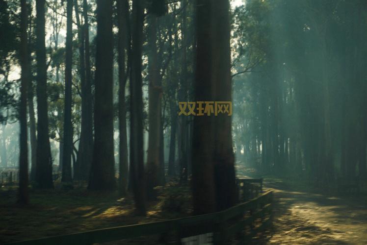 体验暮色森林的魅力:自然与幻想的结合