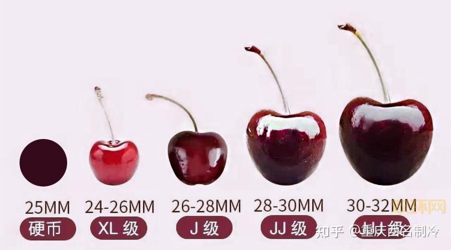 如何判断J级樱桃大小？一文读懂樱桃分级