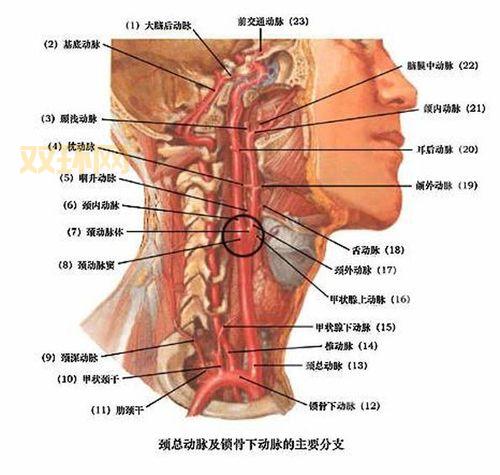 人体大动脉分布图解：主动脉、颈动脉等位置分析