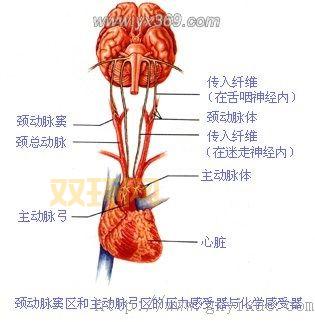 人体大动脉分布图解：主动脉、颈动脉等位置分析