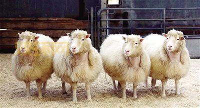 克隆羊多利背后的故事：改变世界的生物科技创新