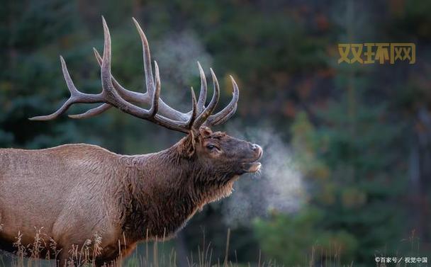 四不像究竟是什么动物?详解麋鹿等珍稀物种的奇特外貌