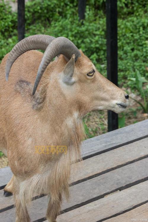 四不像究竟是什么动物?详解麋鹿等珍稀物种的奇特外貌