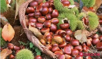 煮板栗的时间：20分钟熟透，技巧分享