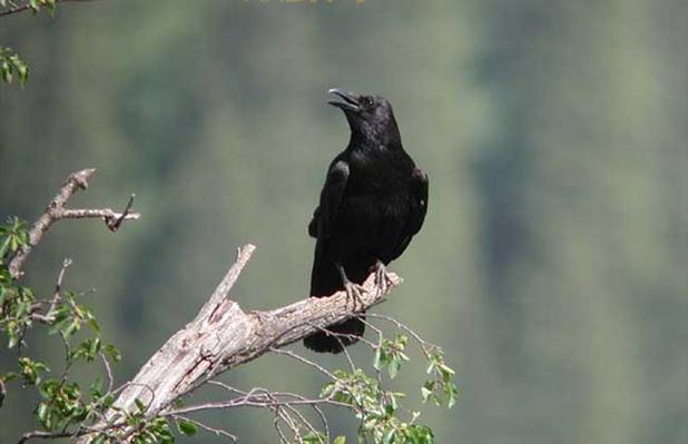 乌鸦的悲鸣:探寻恐怖鸟叫声背后的神秘含义