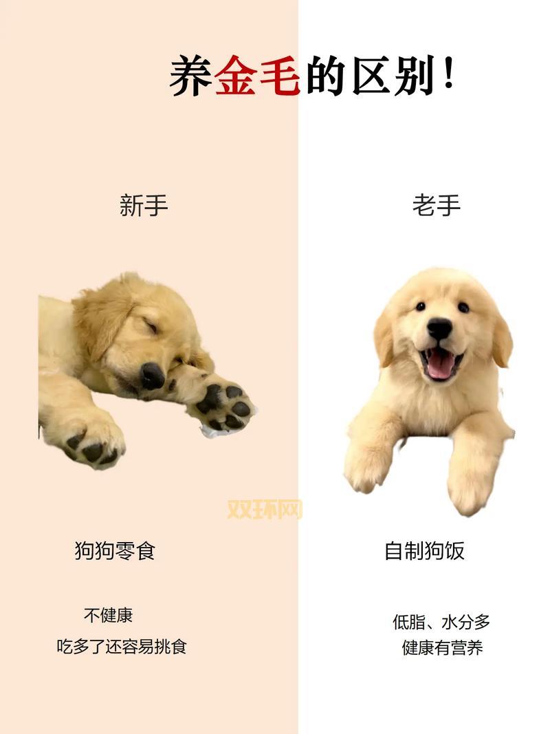 火炬之光2秘籍怎么用?新手老手必备攻略在此!