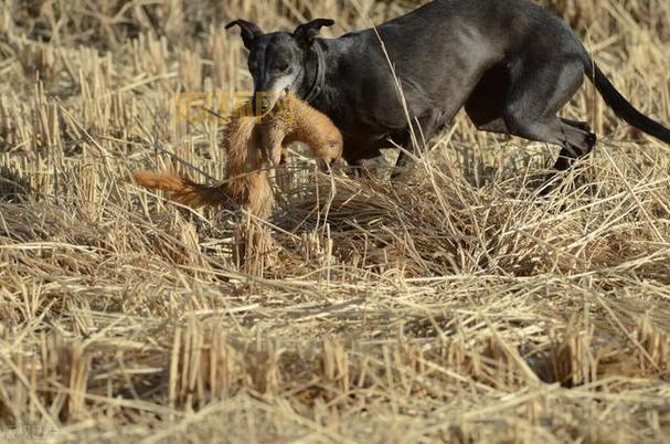 猫头鹰、大鹅与狸花猫：黄鼠狼的天敌大揭秘！