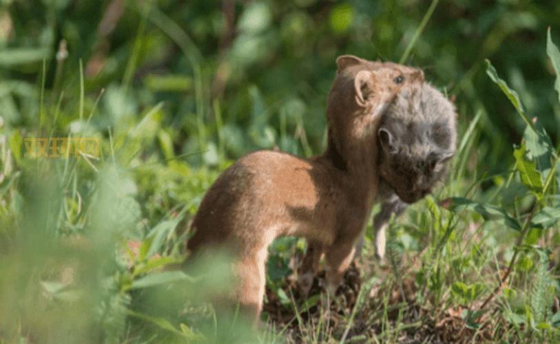 猫头鹰、大鹅与狸花猫：黄鼠狼的天敌大揭秘！