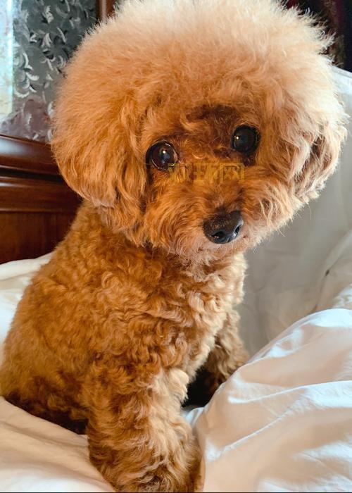 丝袜会所揭秘:一场充满诱惑与危险的秘密故事