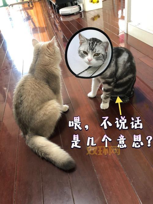 名贵猫王后代在医院体检时被误做绝育手术，宠物主人心碎