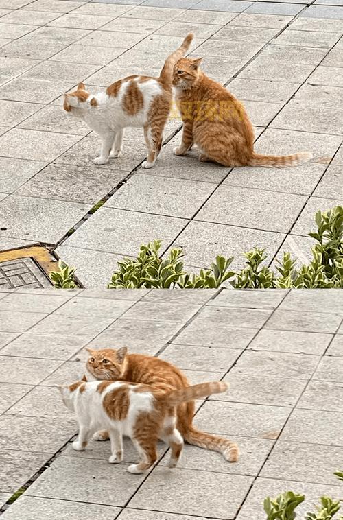 皮燕子梗的由来及其在网络中的流行文化