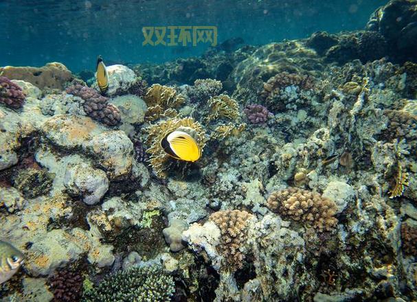 海洋生态系统揭秘:我国不包括的类型是池塘