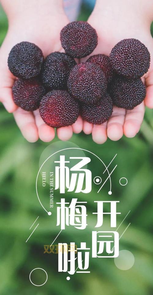 熟吧是什么意思?揭开这个词背后的深层含义