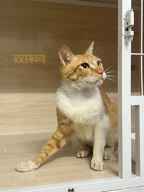 吉吉日夜撸评测：震动与舒适的完美结合