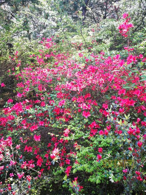 孢子下载官网打不开怎么办？快速解决方法看这里！