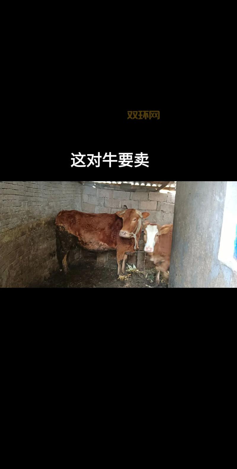 小母牛坐飞机是啥意思？网络流行语大揭秘！