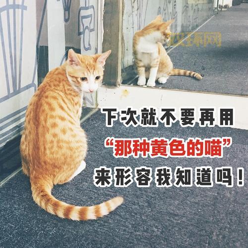 想买星星的猫？先看看这篇购买指南！