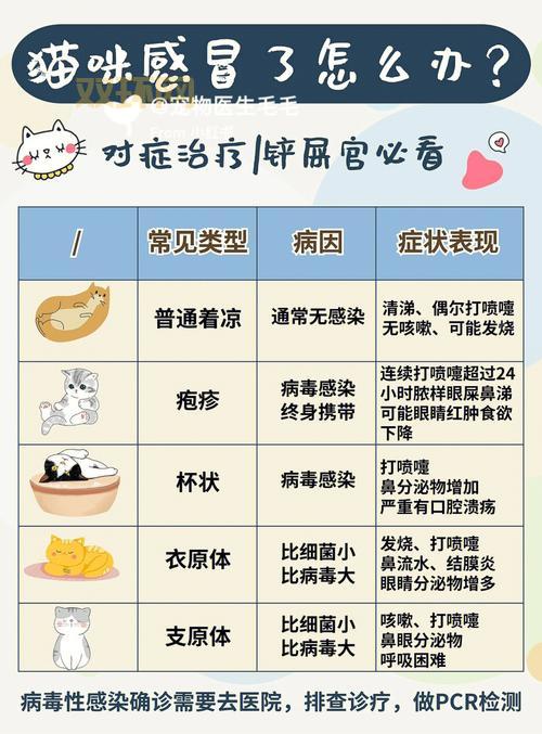 想买星星的猫？先看看这篇购买指南！