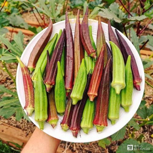 丝瓜绿巨人蕾丝秋葵能一起吃吗？营养师告诉你答案！