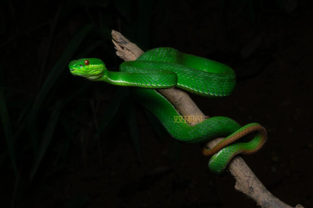 叶孔目：这种生物你可能从来没听说过！