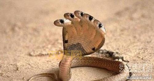 叶孔目：这种生物你可能从来没听说过！