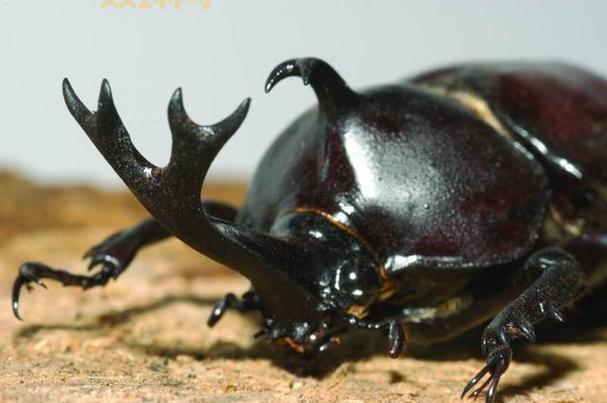 叶孔目：这种生物你可能从来没听说过！