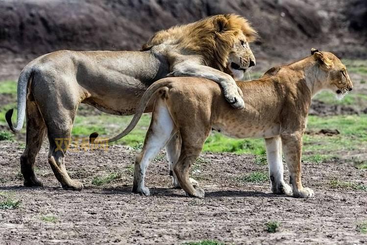 狮群中负责狩猎的是谁？答案是雌狮们负责养家糊口。