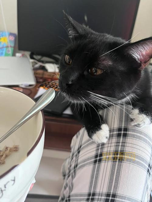 家有为食猫怎么办？这几招让你轻松应对！