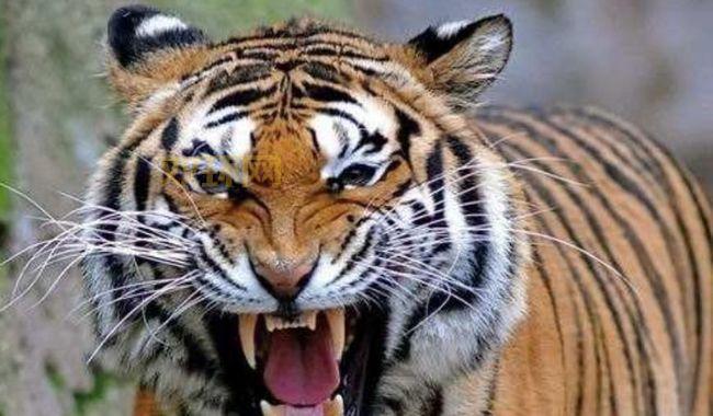 甘拜下风打一动物