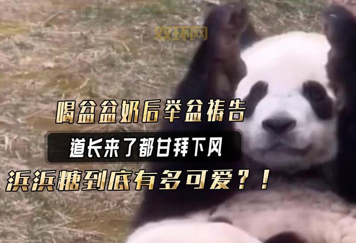 甘拜下风打一动物