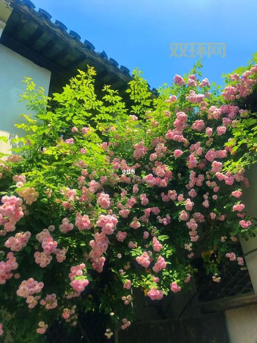 不夜蔷薇真的好看吗？听听大家怎么说！