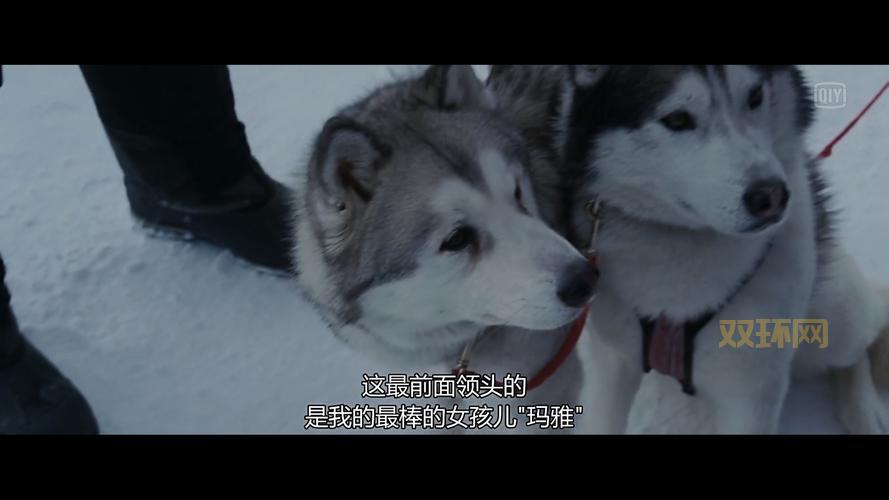 南极大冒险讲的啥？一个真实故事改编的电影！