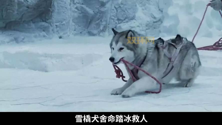 南极大冒险讲的啥？一个真实故事改编的电影！