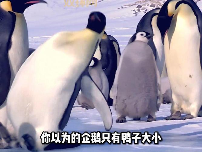 企鹅想吃鱼正常吗？背后原因让人心疼！