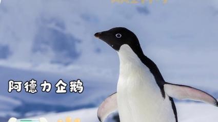 企鹅想吃鱼正常吗？背后原因让人心疼！