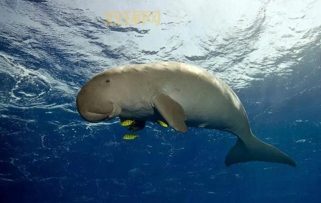 人鱼兽是真的吗？专家揭秘这种神秘生物的真相！